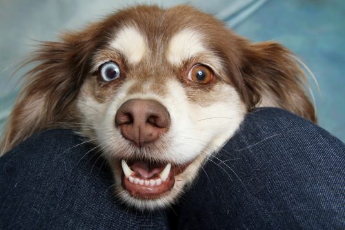 « Pourquoi mon chien me suit partout ? »