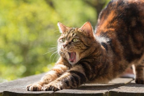 Pourquoi mon chat miaule la nuit : Décryptage du comportement énigmatique