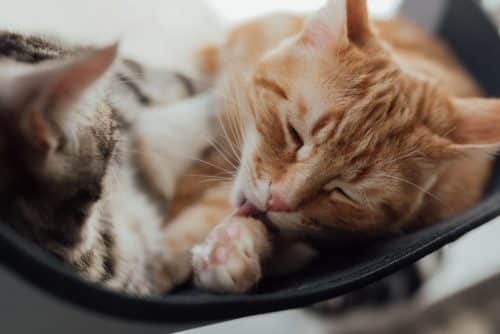 6 raisons qui expliquent pourquoi mon chat me lèche ?