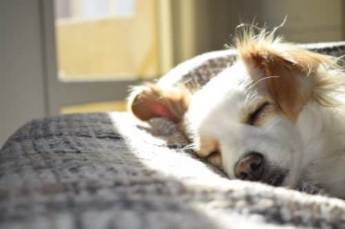 Combien de temps dort un chien ? 4 Facteurs