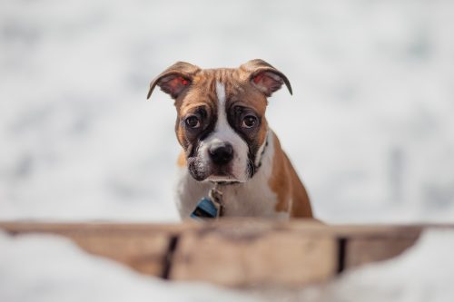 Apaisez votre chien stressé naturellement grâce à l’homéopathie : découvrez nos astuces