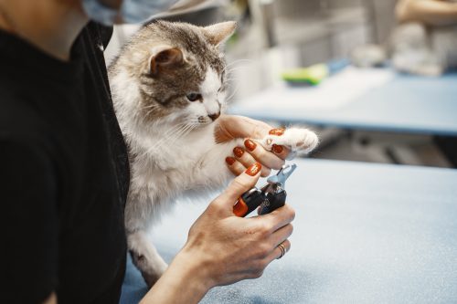 Comment couper les griffes d’un chat ?