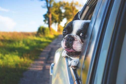 Conseils pour voyager avec son chien