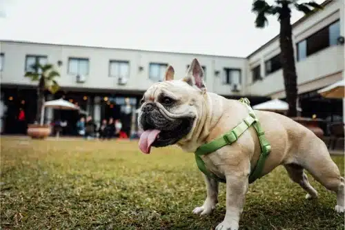 Pourquoi mon chien halète-t-il autant ? 5 raisons examinées par les vétérinaires et ce qu&rsquo;il faut faire
