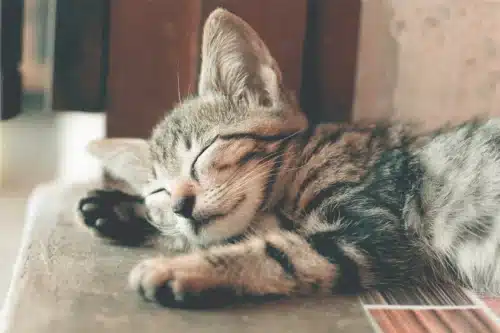 Comment adopter un chat : les étapes clés pour accueillir votre nouveau compagnon