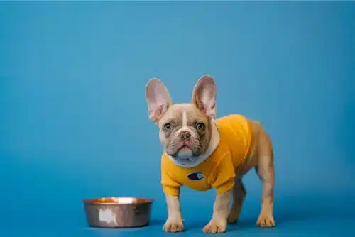 Les progrès de l’alimentation canine : la gamelle anti glouton chien