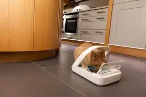 gamelle chat automatique puce