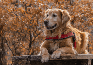 distributeur de croquette pour gros chien automatique