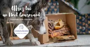 Canigourmand Noel Gourmand