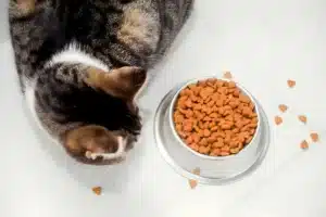 chat nourriture sterilisee