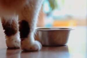 gamelle chat renversee