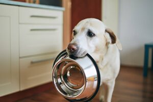 chien renverse ecuelle 1