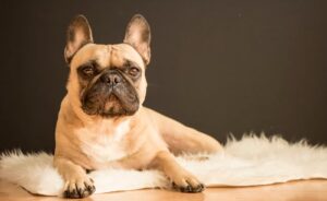 hydrater naturellement truffe chien