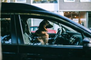 chien anxiete voiture