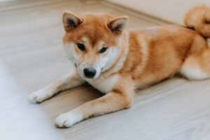 Shiba Inu chien japonais