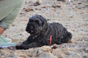 cockapoo chien