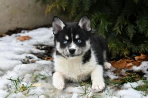 Pomsky F3 chiot
