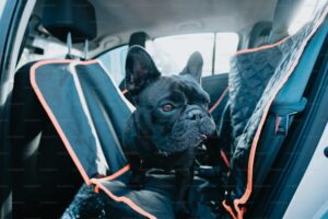 siège auto chien