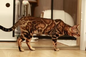 prix chat du Bengal 