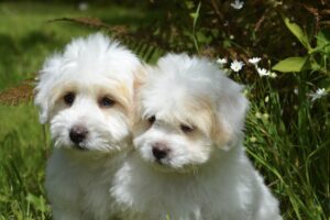 2 chiens Coton de Tuléar