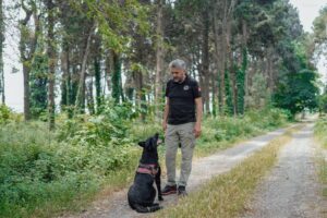 dressage chien