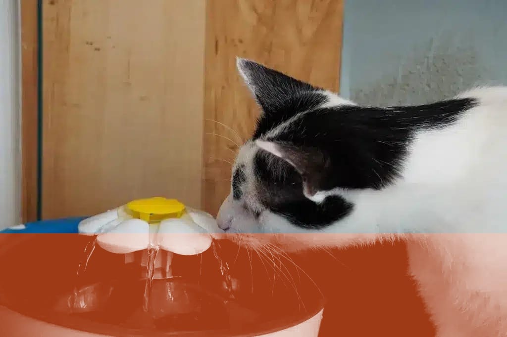 Comment fonctionne une fontaine à eau pour chat